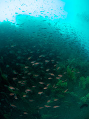 fish on the sea floor