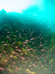 Fototapeta na wymiar fish on the sea floor