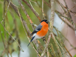 Eurasian bullfinch, common bullfinch or bullfinch (Pyrrhula pyrrhula), .Finland