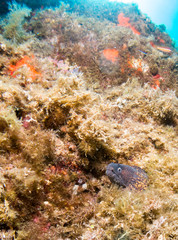 fish on the sea floor