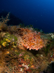 Fototapeta na wymiar fish on the sea floor