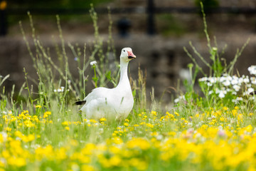Snow goose feeding in a field of wild flowers.