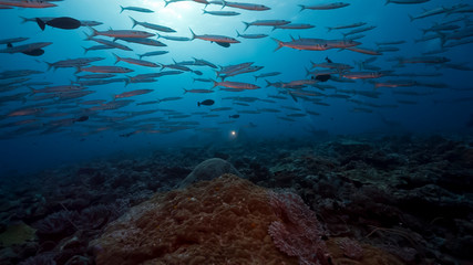 Fototapeta na wymiar Large school of fish swim over deep coral reef