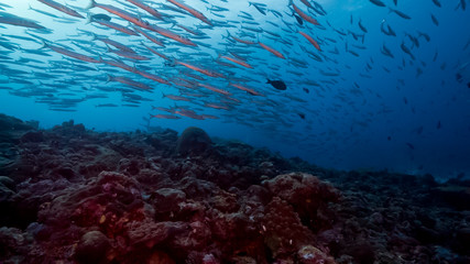 Fototapeta na wymiar Large school of fish swim over deep coral reef