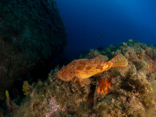 fish on the sea floor