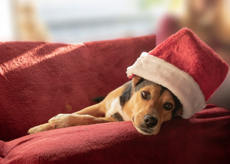 Niedlicher Mischlingshund mit Weihnachtsmütze. Mischling: Griechischer Jagdhund und Schäferhund