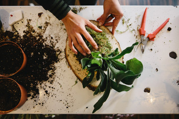 Woman Mounting Staghorn Fern to Wood