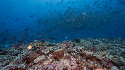 Spawning aggregation of Bohar Snapper