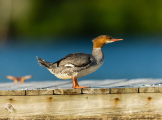 The elegant gray-bodied female Common Merganser have rich, cinnamon heads with a short crest standing on a dock on Lac Creux in northern Quebec Canada.