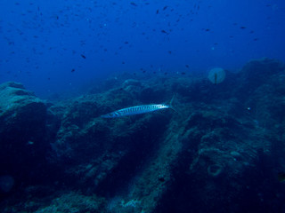 fish on the sea floor