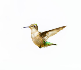 Female ruby throated hummingbird flying isolated on a white background.
