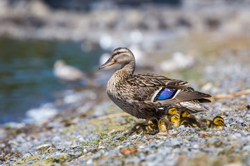 Female mallard and chicks on a lake shorw, Lachine, Quebec, Canada.