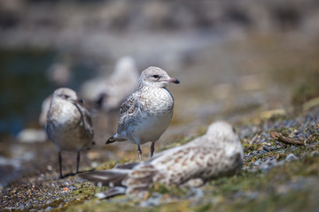 Seagulls standing on the lakeshore. Lachine, Quebec, Canada.