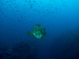 fish on the sea floor