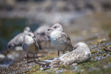 Seagulls standing on the lakeshore. Lachine, Quebec, Canada.