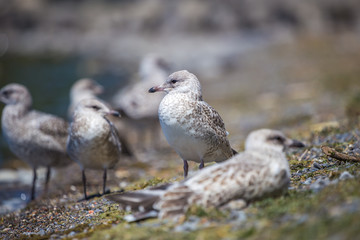 Seagulls standing on the lakeshore. Lachine, Quebec, Canada.