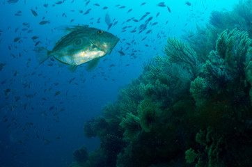fish on the sea floor