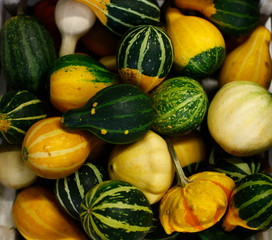 gourds and squash