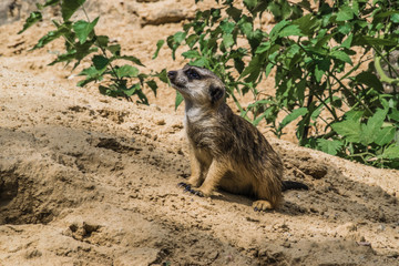 meerkat on rock