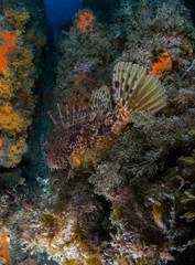 fish on the sea floor