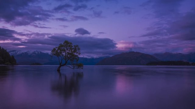 Timelapse of Wanaka Tree in New Zealand in the evening. One of the most photographed trees in the world.