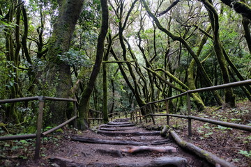 Fototapeta na wymiar Mystic laurel forest of La Gomera