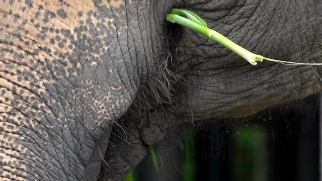 Elephant without tusk is eating grass. Close up of an asiatic elephant with depigmented skin on the forehead. Asian elephant, Elephas maximus, eat in zoo of Southeast Asia-Dan