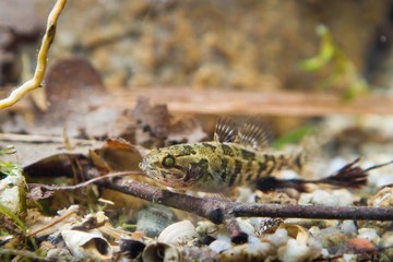 Perccottus glenii, Chinese sleeper, juvenile freshwater fish in biotope aquarium, closeup nature photo