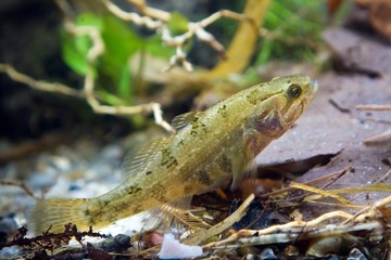 Perccottus glenii, Chinese sleeper, juvenile freshwater fish in biotope aquarium, closeup nature...