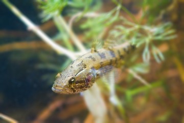 Perccottus glenii, Chinese sleeper, juvenile freshwater predator in biotope aquarium, closeup nature photo