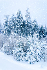 Winter nature: snow covered fir trees in forest. Falling snow.