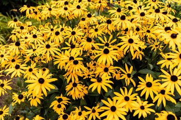 Black eyed susans growing in north Quebec Canada.