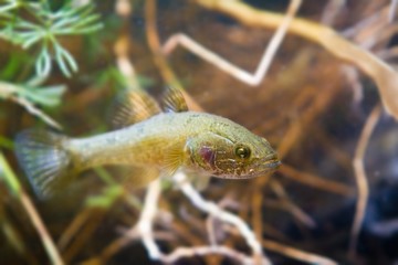 Perccottus glenii, Chinese sleeper, freshwater predator in biotope aquarium, driftwood and water plants, shallow depth of field photo