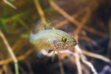Perccottus glenii, Chinese sleeper, freshwater predator in biotope aquarium, driftwood and water plants, shallow depth of field photo