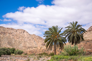 Fototapeta na wymiar Paisaje típico canario con palmeras