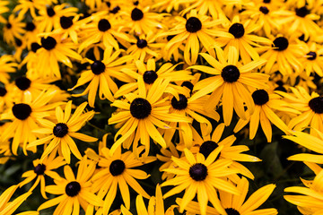 Black eyed susans growing in north Quebec Canada. - Powered by Adobe