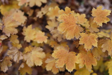 autumn leaves