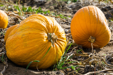 Kürbisse auf dem Feld im Herbst