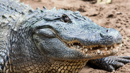 Fototapeta premium Krokodil seitlich