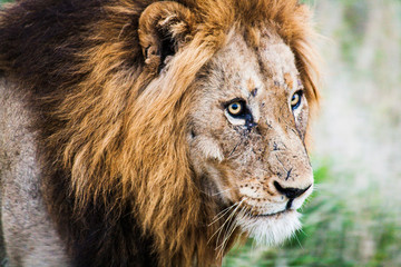 Löwe mit Narben portrait