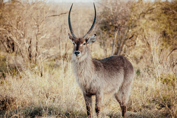 Obraz premium stolzer Eland in der Wildnis