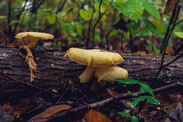 Three mushrooms growing on a log