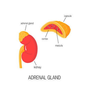 Kidney and cross section of adrenal gland in flat style