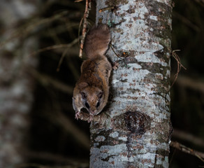 Northern flying squirrel also called Polatouche in French, taken in cottage country north Quebec.