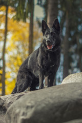 Pies, czarny owczarek niemiecki stojący na kamieniach w parku
