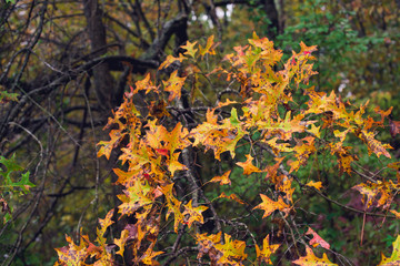 Cascade of orange leaves in a forest in the fall