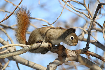 A squirrel in a bare tree with a blue background