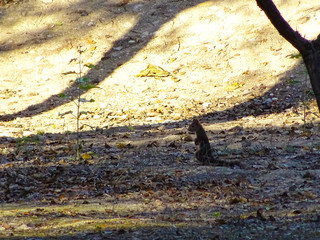 Squirrel in the park