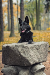Pies, czarny owczarek niemiecki stojący przy kamiennym postumencie w parku - obrazy, fototapety, plakaty