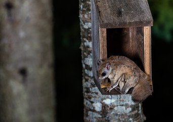 Northern flying squirrel also called Polatouche in French, taken in cottage country north Quebec.